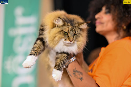 Stupinigi Cat Show