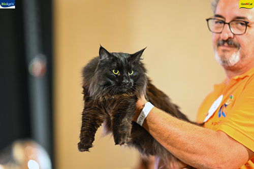 Stupinigi Cat Show