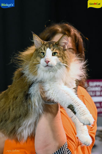 Stupinigi Cat Show