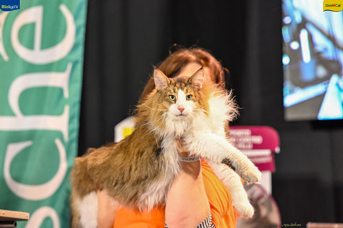 Stupinigi Cat Show