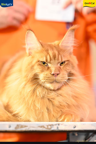 Stupinigi Cat Show