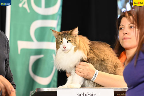 Stupinigi Cat Show