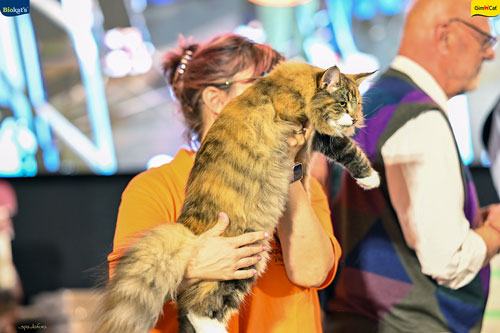 Stupinigi Cat Show