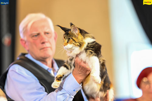 Stupinigi Cat Show