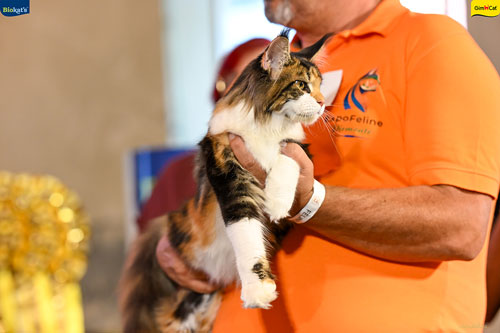 Stupinigi Cat Show