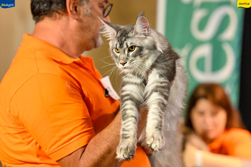 Stupinigi Cat Show