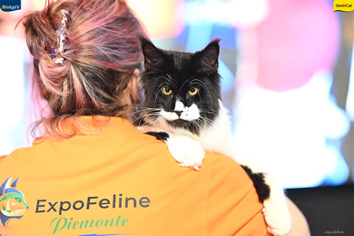 Stupinigi Cat Show