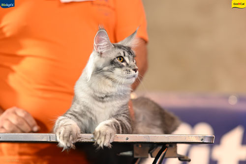Stupinigi Cat Show