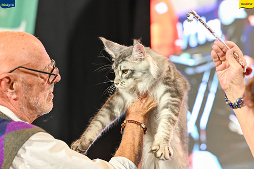Stupinigi Cat Show