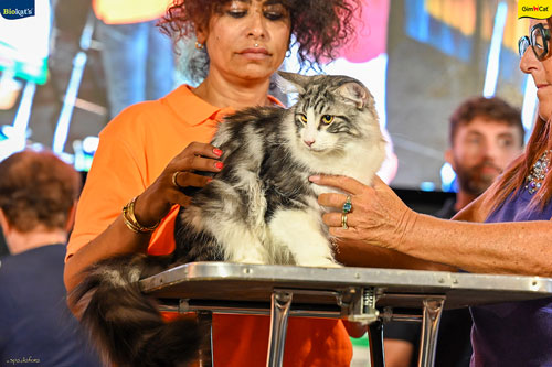 Stupinigi Cat Show