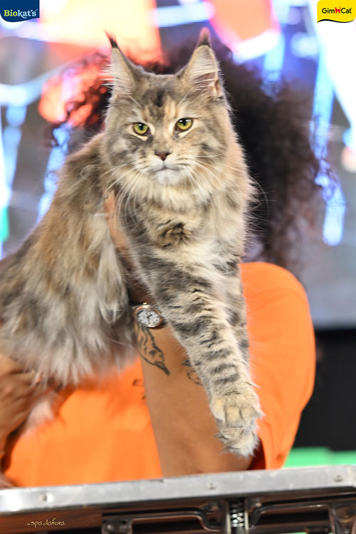 Stupinigi Cat Show