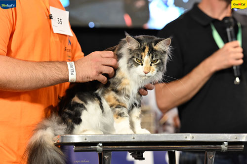 Stupinigi Cat Show