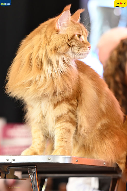 Stupinigi Cat Show
