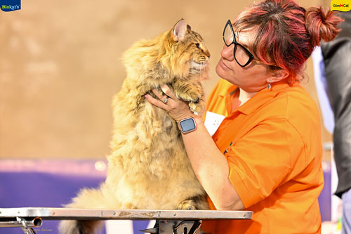 Stupinigi Cat Show