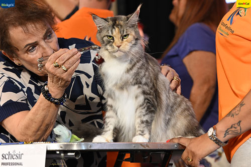 Stupinigi Cat Show