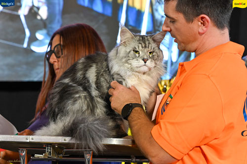 Stupinigi Cat Show