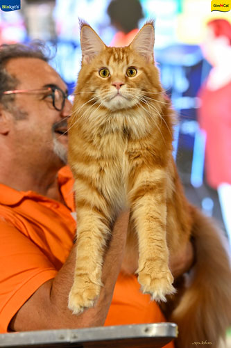 Stupinigi Cat Show