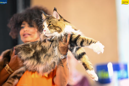 Stupinigi Cat Show